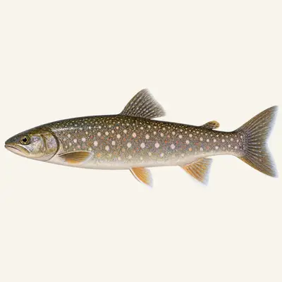 Whitespotted char