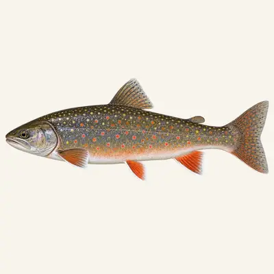 Dolly Varden