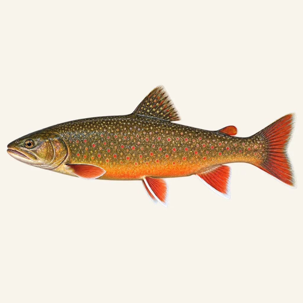 Lake charr
