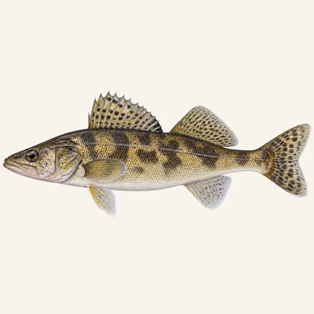 Sauger