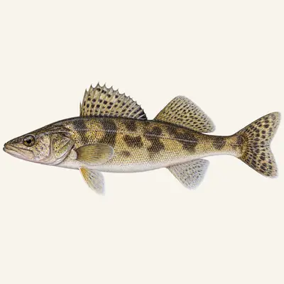 Sauger