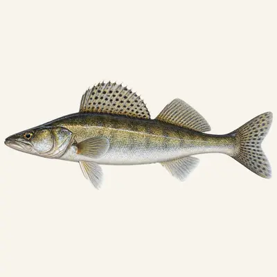 Pike-perch