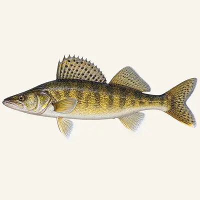 Walleye