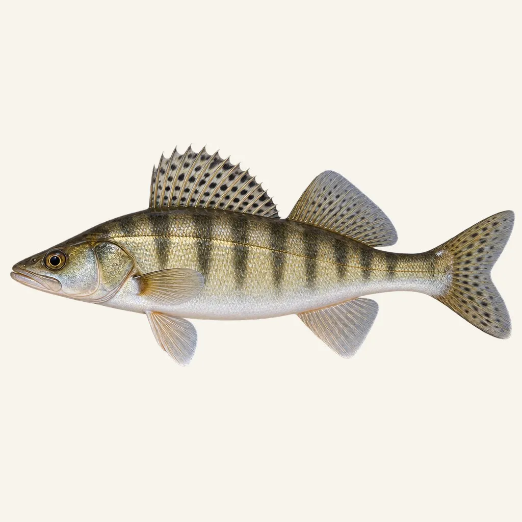 Volga pikeperch