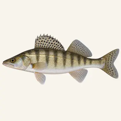 Volga pikeperch