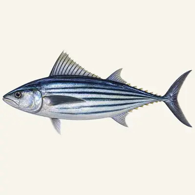 Australian bonito