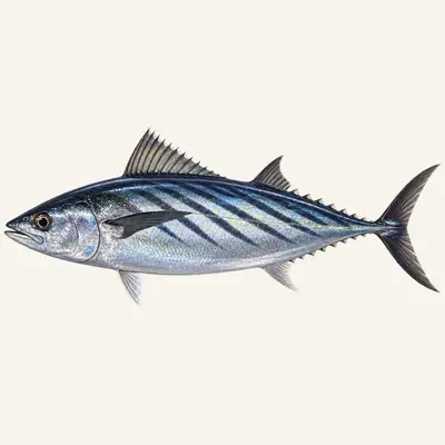 Eastern Pacific bonito