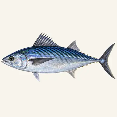 Striped bonito