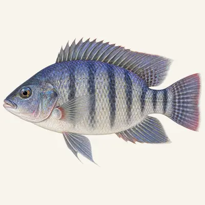 Mango tilapia