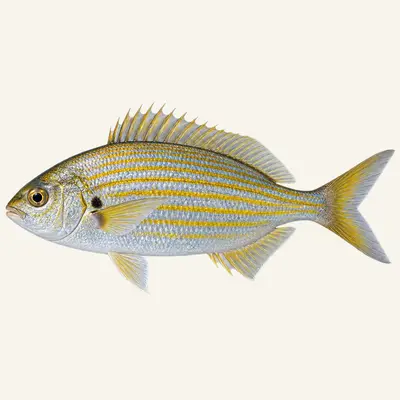 Salema