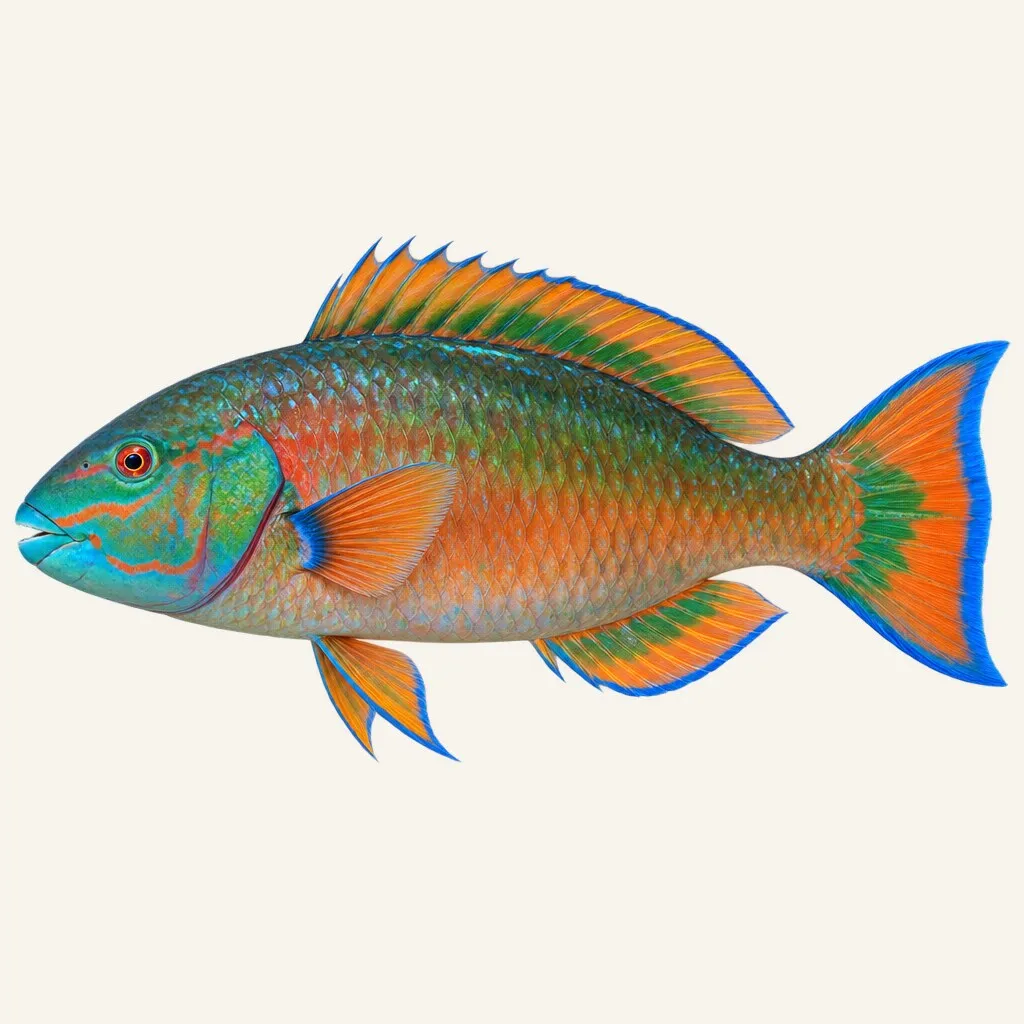 Rainbow parrotfish