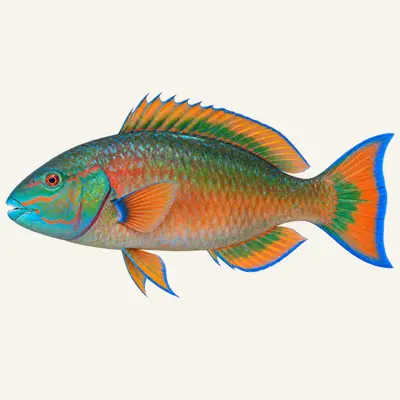 Rainbow parrotfish