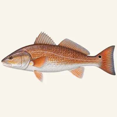 Red drum
