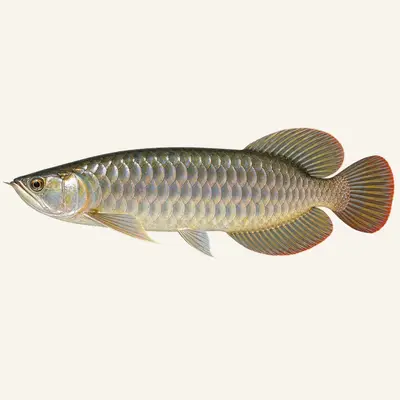 Australian bonytongue