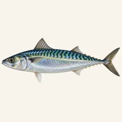Atlantic chub mackerel