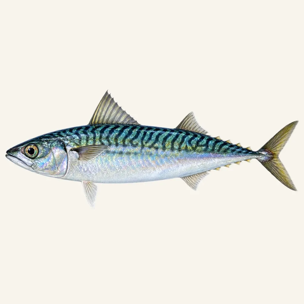 Chub mackerel