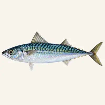 Chub mackerel