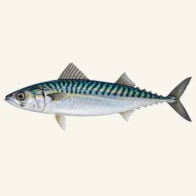 Atlantic mackerel