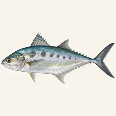 Talang queenfish