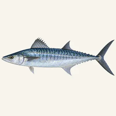King mackerel