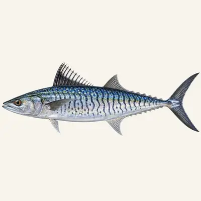 Narrow-barred Spanish mackerel