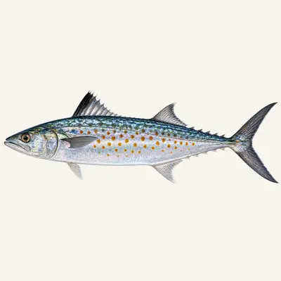 Atlantic Spanish mackerel