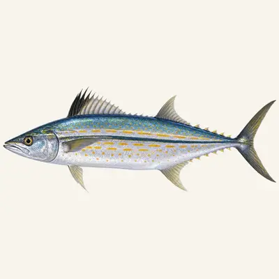 Cero mackerel