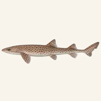 Lesser spotted dogfish