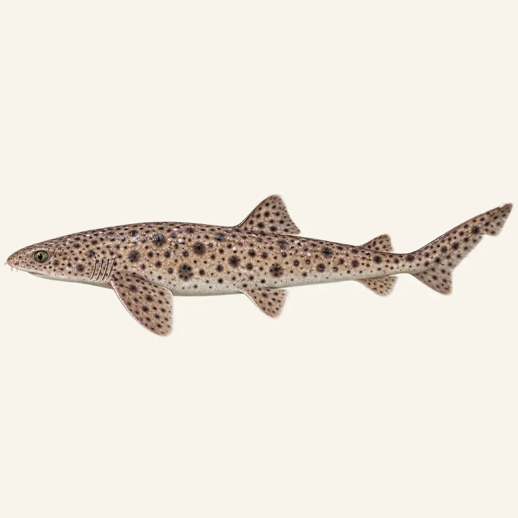 Nursehound