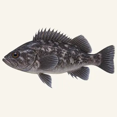 Black rockfish