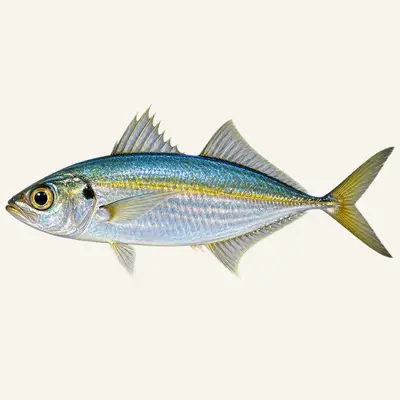 Bigeye scad