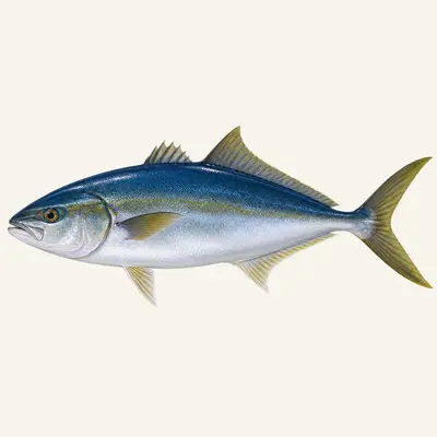 Yellowtail amberjack