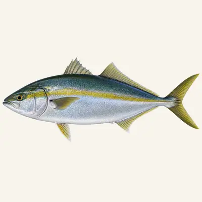 Japanese amberjack