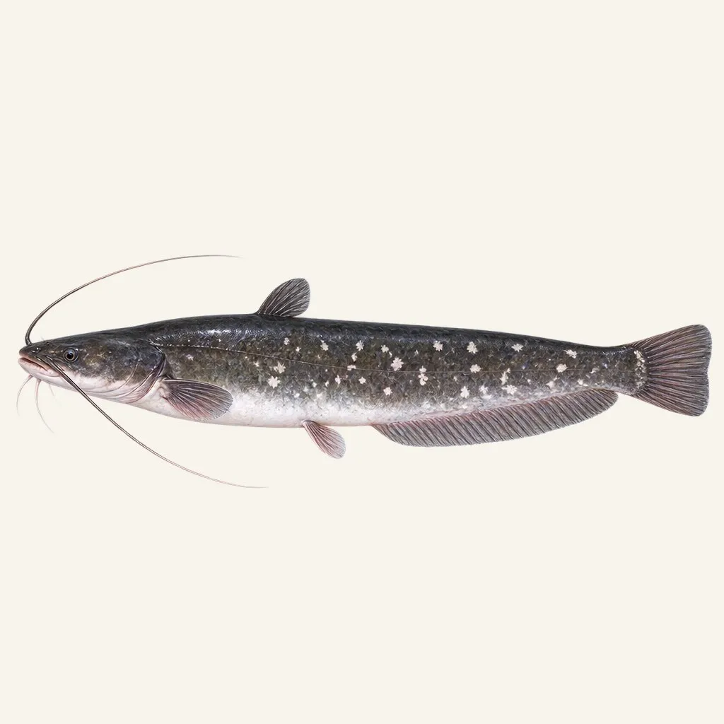 Amur catfish