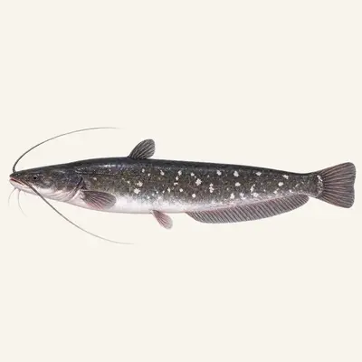 Amur catfish