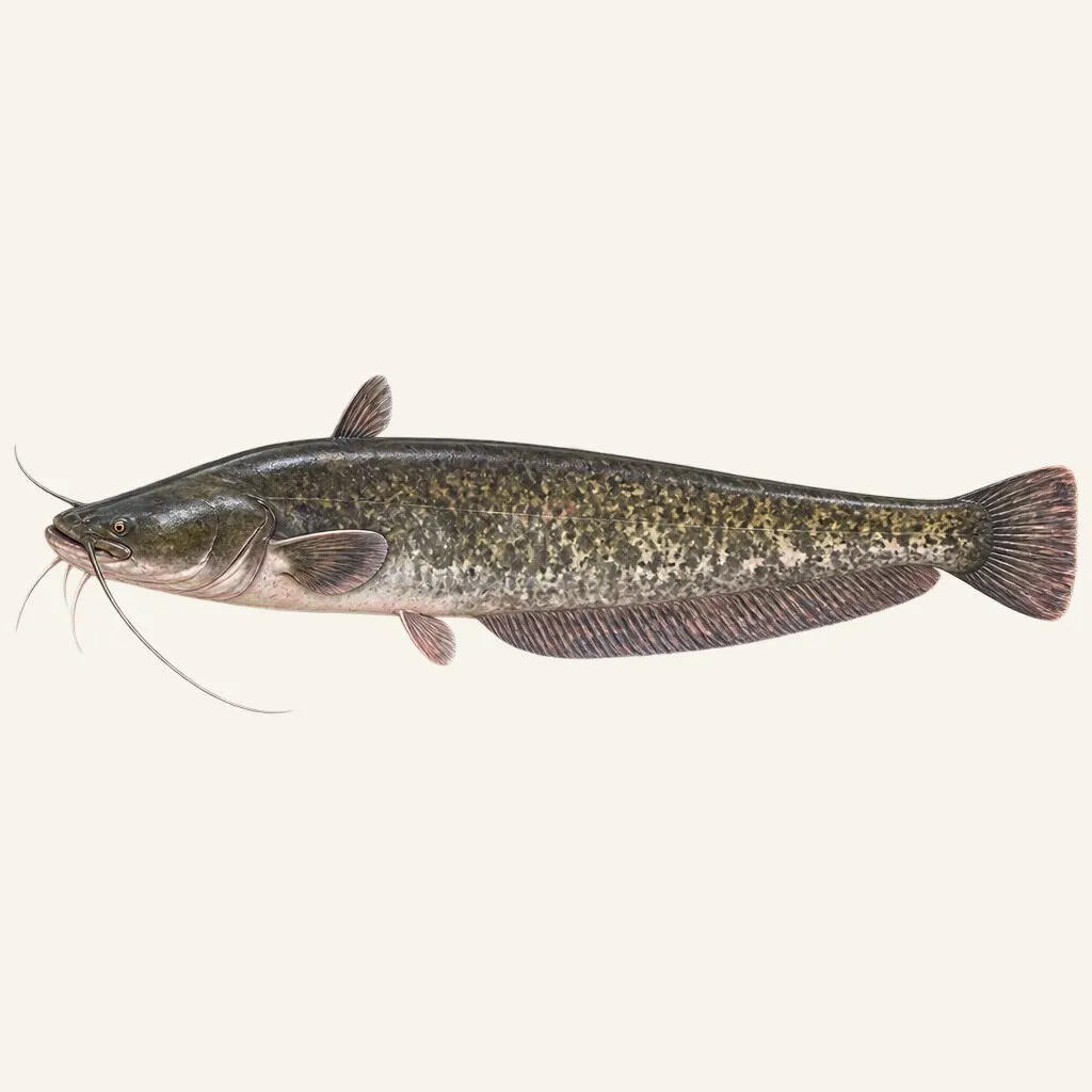 Wels catfish