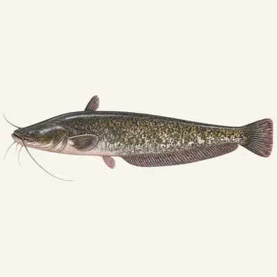 Wels catfish