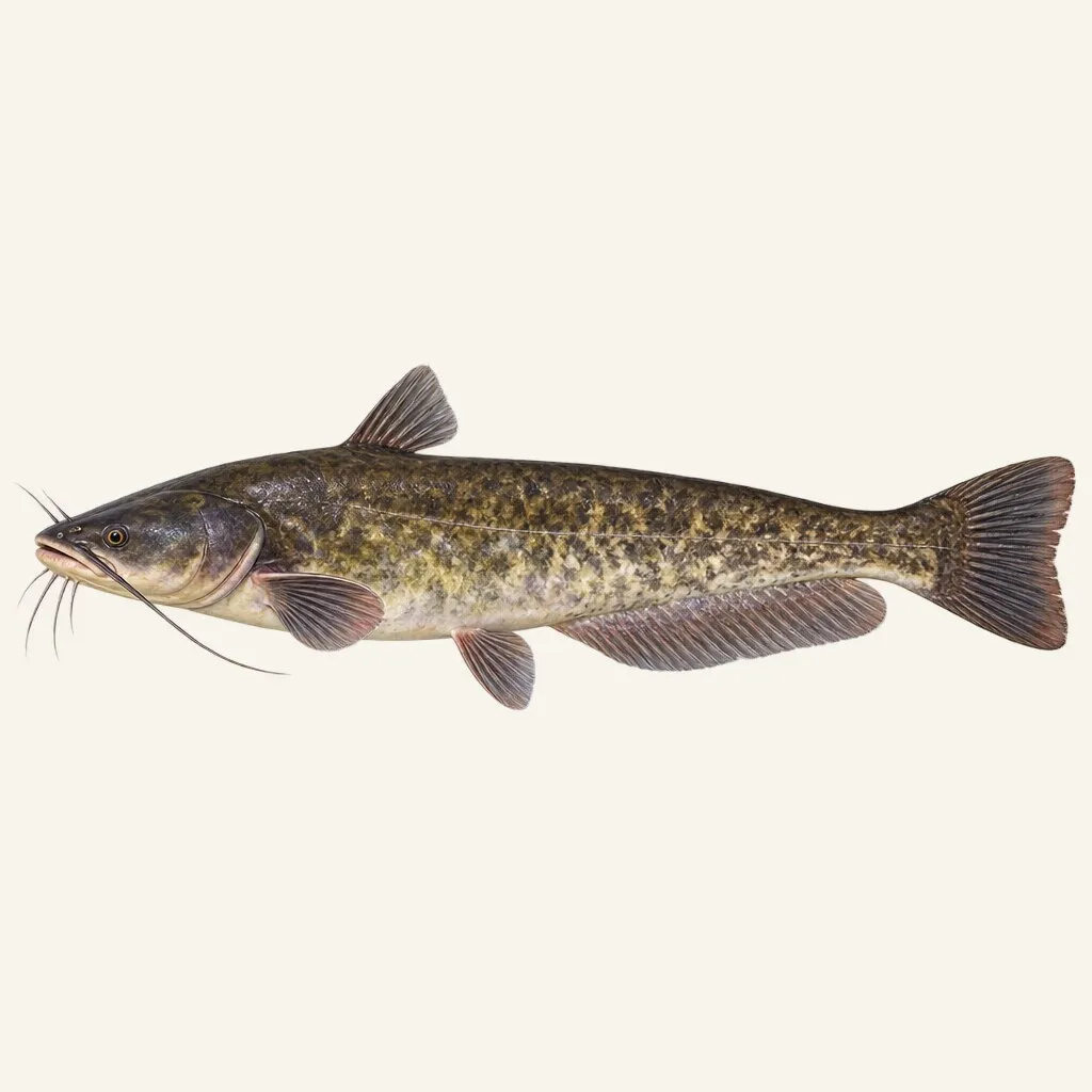 Southern catfish