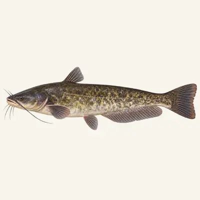 Southern catfish