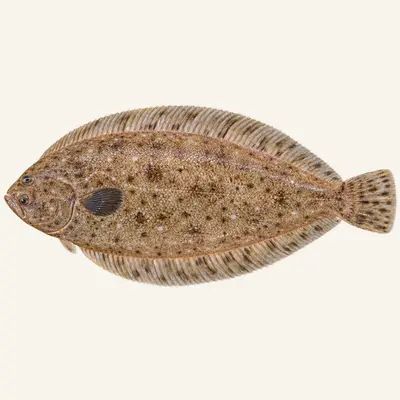 Senegalese sole