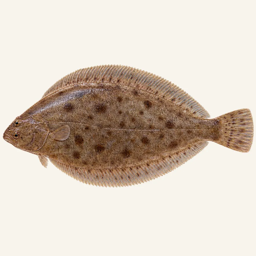 Common sole