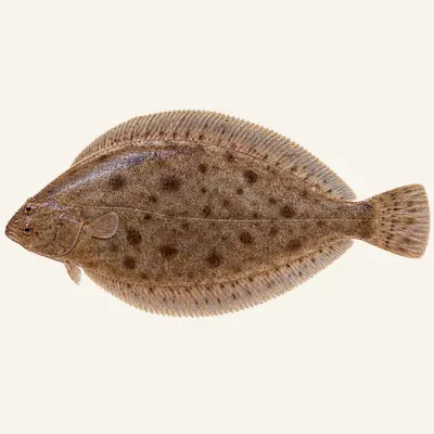 Common sole