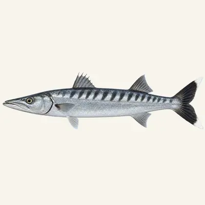 Great barracuda