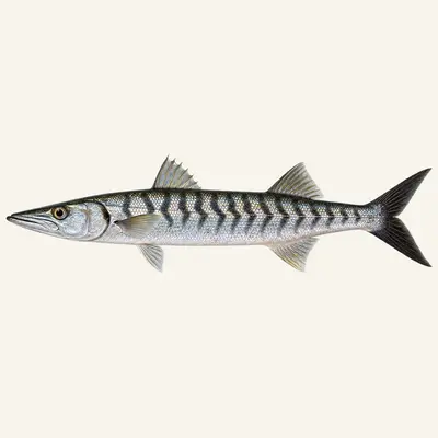 Sawtooth barracuda