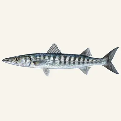 European barracuda