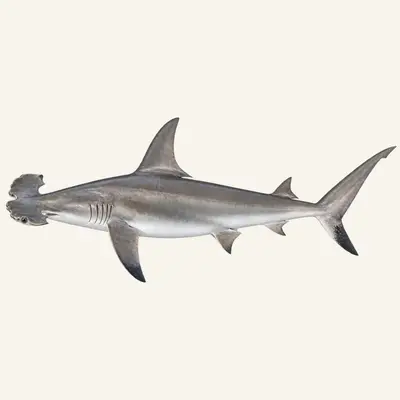 Scalloped hammerhead