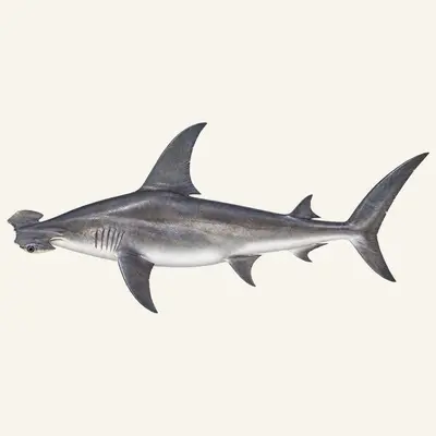 Great hammerhead