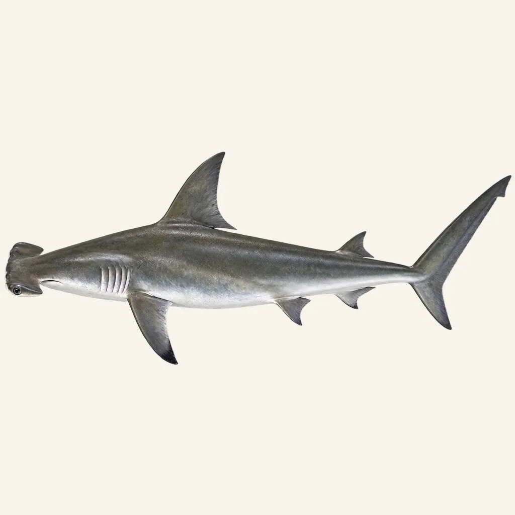 Smooth hammerhead