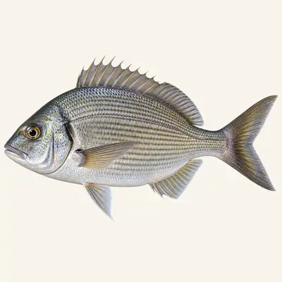 Black seabream