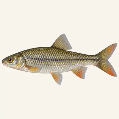 Bordallo